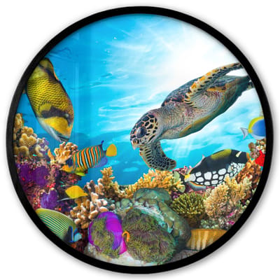 Poster in lijst Rond - Fotolijst 40x40 cm - Posters - Schildpad - Zee - Koraal - Ronde posterlijst zwart - Decoratie - Wanddecoratie woonkamer - Muurdecoratie slaapkamer
