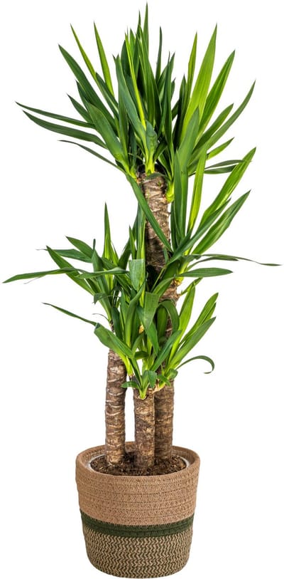 Plantenboetiek.nl | Yucca Elephantipes met mand - Ø21cm - 90-110cm hoog - Kamerplant - Groenblijvend