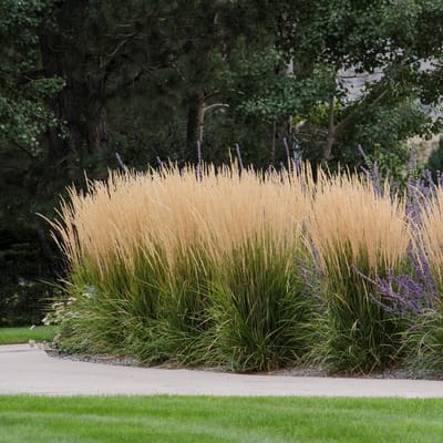 25 x Struisriet Karl Foerster - Bloeiend Siergras - Calamagrostis Karl Foerster in 9x9cm pot met hoogte 5-10cm