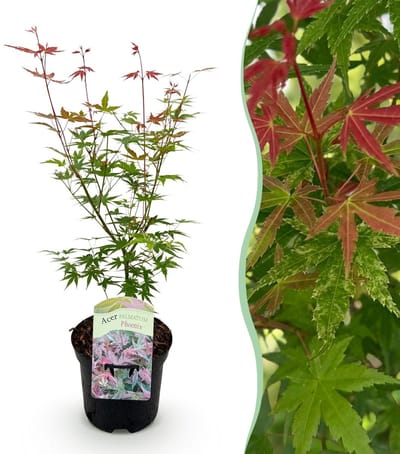 Green boutiQ - Terrasplant - Japanse Esdoorn - Acer palmatum Phoenix - Roze - 1 Plant - Bladverliezend - Pot 19cm Hoogte 70cm