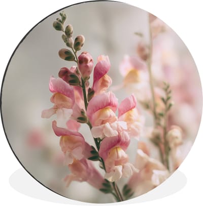 WallCircle - Wandcirkel - Muurcirkel - Bloem - Leeuwenbek - Roze - Stengel - Aluminium - Dibond - 30x30 cm - Binnen en Buiten