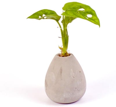 Intenz | Manilla round | Monstera | Zen