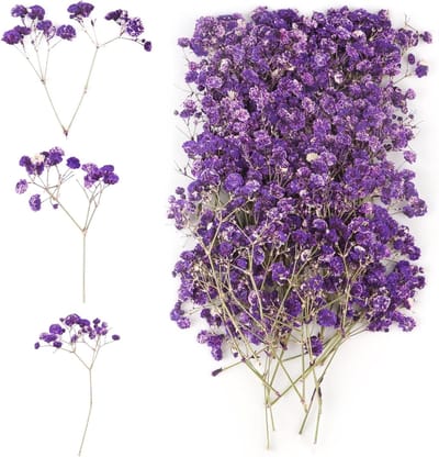 100 Stuks Gedroogde Gypsophila Paars - Kleine Gedroogde Bloemen voor Decoratie, Botanische Monster, Fotolijsten en DIY Kaarsen