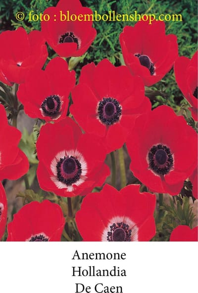 anemone Hollandia 50 bollen maat 8/+