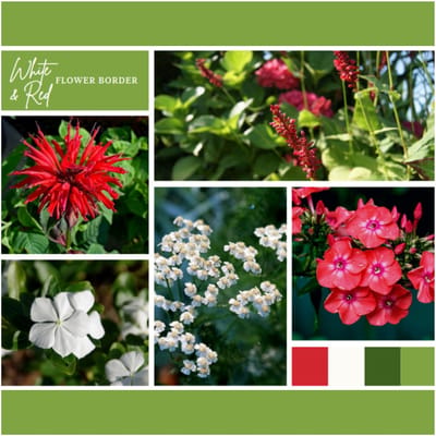Borderpakket Wit en Rood (9 planten: 1,5 m2) - Bodembedekkers - Snijbloemen - Vaste planten