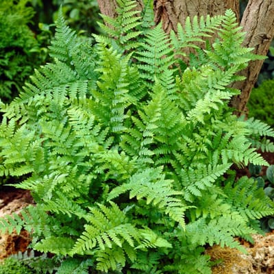 Mannetjesvaren (Dryopteris Filix-mas) - - Vaste planten - Groenblijvend - Bodembedekkers