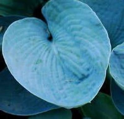 Hosta Zaden - Planten Zaden - Tuinieren Buiten - Groeien in Alle Gronden - 1 Stuk - Groen
