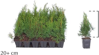 Plants Online - Haagplanten - Thuja 'Smaragd' - 0.7 liter pot - tray - set van 18 - Compacte groei - Langzame groeier - Weinig onderhoud