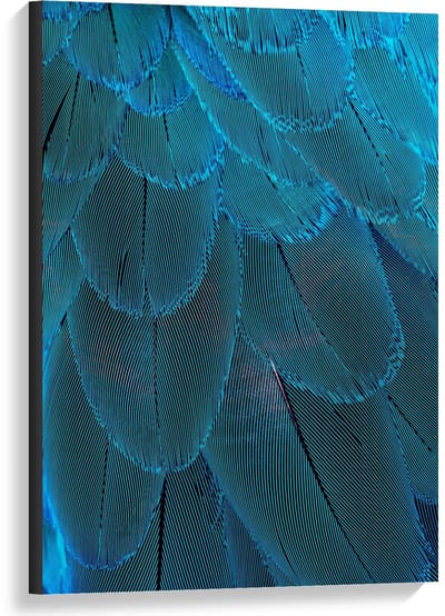 Canvas  - Blauwegekleurde Pauwenveren - 60x90cm Foto op Canvas Schilderij (Wanddecoratie op Canvas)