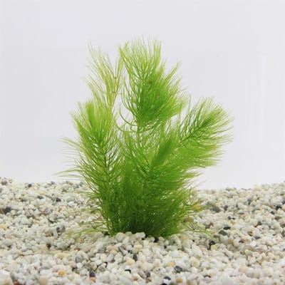 Moerings Ceratophyllum demersum | Ongedoornd Hoornblad | In Terracotta Ring Waterplant