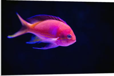 Forex - Roze Visje in de Zee - 90x60cm Foto op Forex