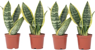 Plant in a Box - Sansevieria Laurentii - Set van 4 - Makkelijke Kamerplant - Vrouwentong - Pot 12cm - Hoogte 30-40cm