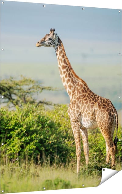 Gards Tuinposter Giraffe in het Wild tussen de Struiken - 120x160 cm - Tuindoek - Tuindecoratie - Wanddecoratie buiten - Tuinschilderij