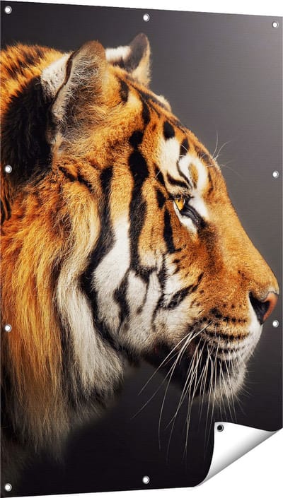 Gards Tuinposter Zijaanzicht van een Tijger - Tijgerkop - 80x120 cm - Tuindoek - Tuindecoratie - Wanddecoratie buiten - Tuinschilderij