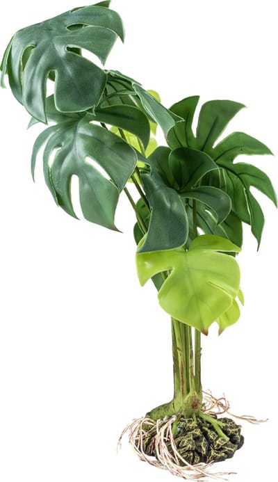 Terra Della - Terrariumplant - Reptielen - Monstera S - 15x15x28cm Groen - 1st
