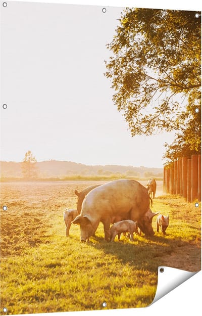 Gards Tuinposter Varken Familie - Varkens - 90x120 cm - Tuindoek - Tuindecoratie - Wanddecoratie buiten - Tuinschilderij