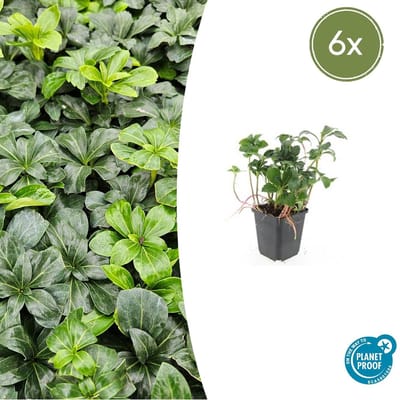 Tuinplantenshop.com | Pachysandra term. 'Green Sheen' | 6 stuks - Ø9cm - 10-25cm hoog - Tuinplant