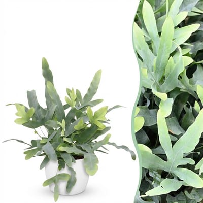 Plantenboetiek.nl | Phlebodium aureum Blue Star - Blauwe Varen - Huisdiervriendelijke Plant - Blauw - met Potter Wit - Ø12cm - 25cm hoog - Kamerplant - Arrangement - Plant met pot