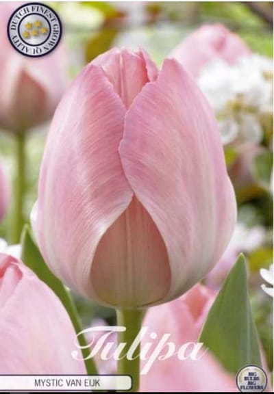 Dutch Finest Quality bloembollen Tulpen Tulp Darwin Hybride Mystic van Eijk x10 12/+s