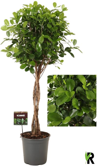 Ficus Microcarpa Moclame gevlochten stam 140 cm – Kamerplant – Vers Van De Kweker – Potmaat Ø27 cm