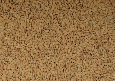 Wielink Paddy rijst 20KG
