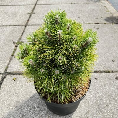 Pinus tabulaeformis 'Shenyang' - Den | 30-40 cm pot