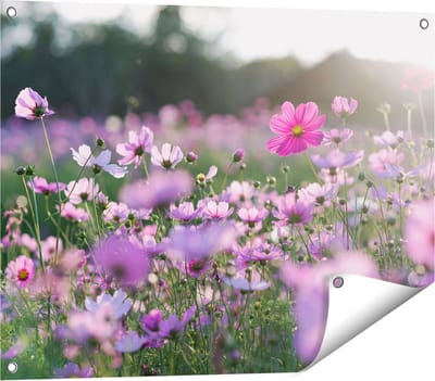 Gards Tuinposter Bloemenveld met Paarse Kosmos - 80x60 cm - Tuindoek - Tuindecoratie - Wanddecoratie buiten - Tuinschilderij
