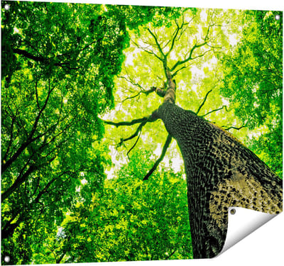 Gards Tuinposter Boom in het Bos met Fel Groene Bladeren - 100x80 cm - Tuindoek - Tuindecoratie - Wanddecoratie buiten - Tuinschilderij