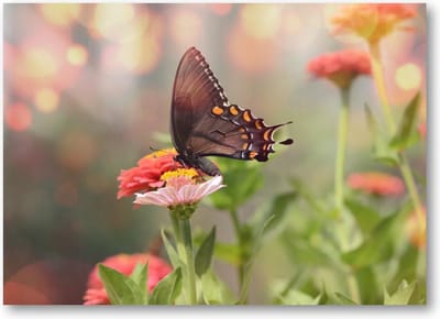 Kleine zwarte satyrium vlinder op een roze bloem - 70x50 Canvas Liggend - Dieren - Natuur - Bloemen