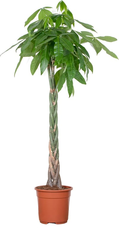Bloomique - Pachira Aquatica - Geldboom - Watercacao - Kamerplanten - Luchtzuiverend - Gemakkelijk in onderhoud - Hoogte 120-140 cm - Pot 27 cm