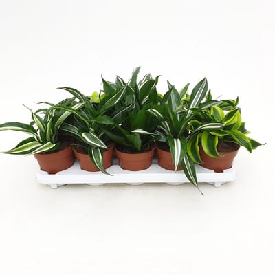 JUNAVERA Dracaena gemengd - Terrariumplant 12 cm pot, circa 22 cm hoog - verkoop per stuk