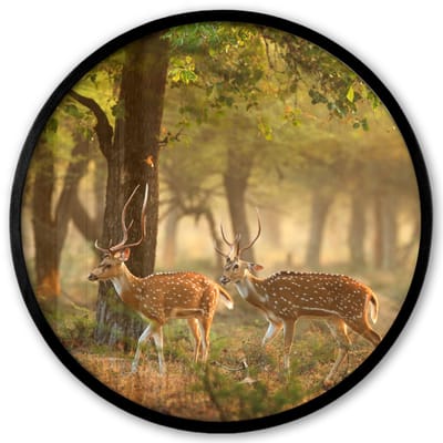 Poster in lijst Rond - Fotolijst 40x40 cm - Posters - Herten - Bos - Herfst - Bosdieren - Natuur - Hert - Ronde posterlijst zwart - Decoratie - Wanddecoratie woonkamer - Muurdecoratie slaapkamer