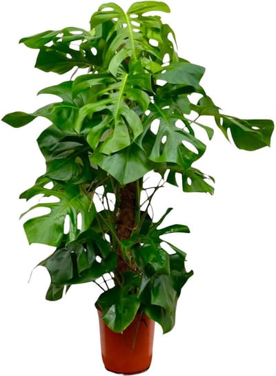 Een XXL Gatenplant, Groene Kamerplant, Tropisch, Monstera Deliciosa XXL - 140cm - ⌀27