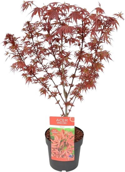 Acer Palmatum Shaina - Japanse Esdoorn Rood - Pot 3 Liter