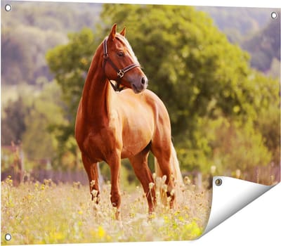 Gards Tuinposter Bruin Paard in de Wei - 80x60 cm - Tuindoek - Tuindecoratie - Wanddecoratie buiten - Tuinschilderij