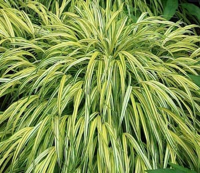 6 x Hakonechloa Macra 'Aureola' pot 9x9cm