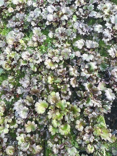 6x Steenbreek - Saxifraga cort. 'Black Ruby' | 9x9 cm pot