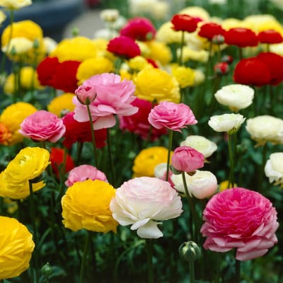 Ranonkel (Ranunculus) - s Mix (Grootverpakking XL) - Bijen-Vlinders - Snijbloemen - Geurend - (Ook)-Voor in huis - Zomerbollen - bloeit in Mei / Juni
