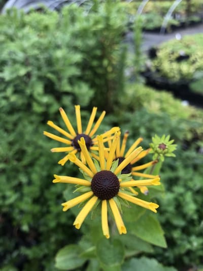 6 x Rudbeckia subtomentosa 'Henry Eilers' - Zonnehoed - P9 Pot (9 x 9cm) - Dima Vaste Planten