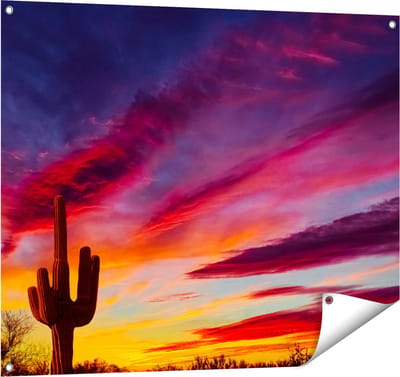 Gards Tuinposter Cactus bij Oranje Zonsondergang - 100x80 cm - Tuindoek - Tuindecoratie - Wanddecoratie buiten - Tuinschilderij
