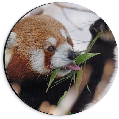 Dibond Wandcirkel - Etende Rode Panda - 20x20cm Foto op Aluminium Wandcirkel (met ophangsysteem)