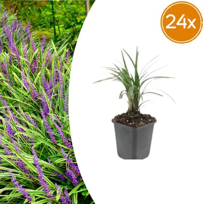 Tuinplantenshop.com | Liriope muscari 'Moneymaker' | 24 stuks - Ø9cm - 10-25cm hoog - Tuinplant