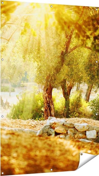 Gards Tuinposter Olijfbomen - Olijfboomgaard - 100x150 cm - Tuindoek - Tuindecoratie - Wanddecoratie buiten - Tuinschilderij