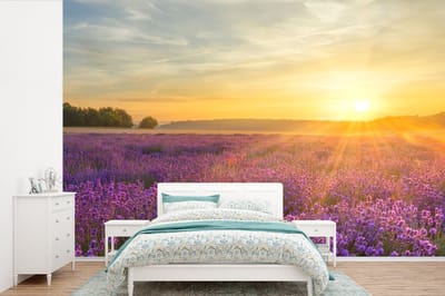 Behang - Fotobehang Lavendel - Zonsondergang - Bomen - Paars - Breedte 525 cm x hoogte 350 cm
