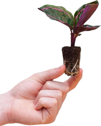 PLNTS - Baby Calathea Roseopicta Dottie (Gebedsplant) - Kamerplant - Kweekpot 6 cm - Hoogte 15 cm
