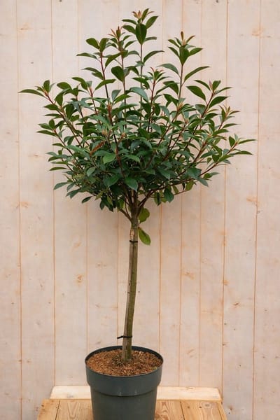 Warentuin natuurlijk - Glansmispel Photinia Devil's Dream h 140 cm...