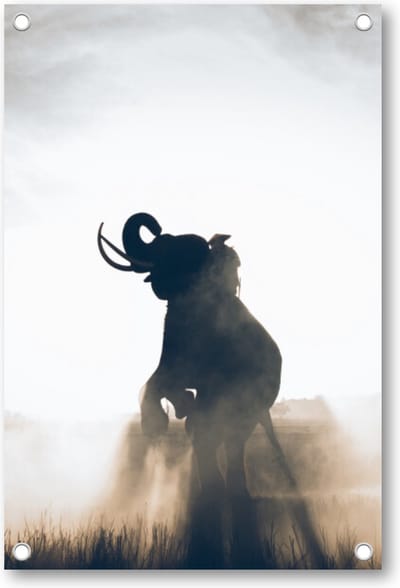 Olifant in Rijstveld - Tuinposter 60x90 - Wanddecoratie - Dieren