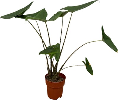 Trendyplants - Alocasia Zebrina - Kamerplant - Hoogte 70-90 cm - Potmaat Ø19cm