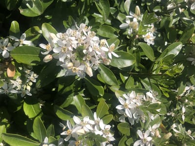 Choisya Ternata - Mexicaanse Oranjebloesem , Glansmispel 40-50 cm in pot