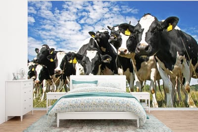 Behang - Fotobehang Koeien - Gras - Weiland - Dieren - Breedte 320 cm x hoogte 240 cm
